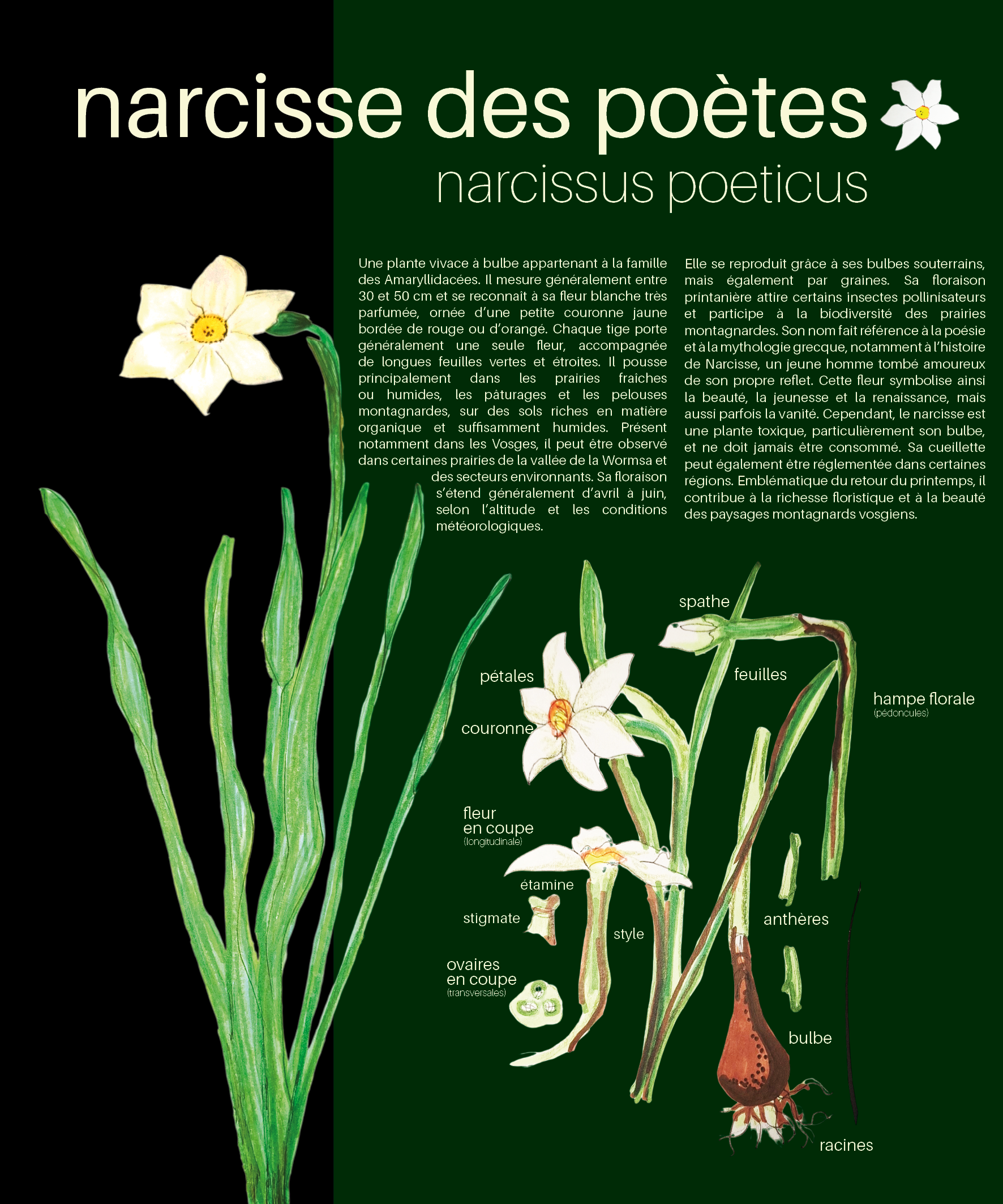Narcisse des Poètes panneau